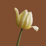 A single, delicate yellow tulip against brown.