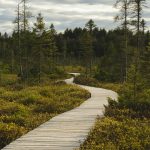 brown wooden pathway between green grass field and trees under white clouds and blue sky during