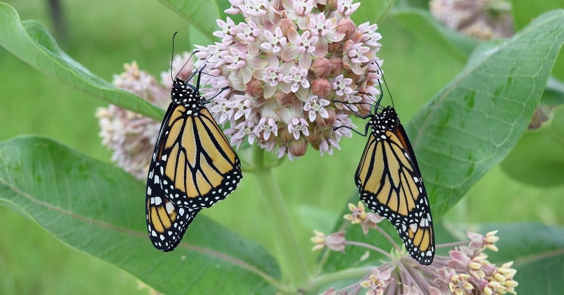 Monarch butterflies on common milkweed. Photo courtesy of Iowa Monarch Conservation Consortium.