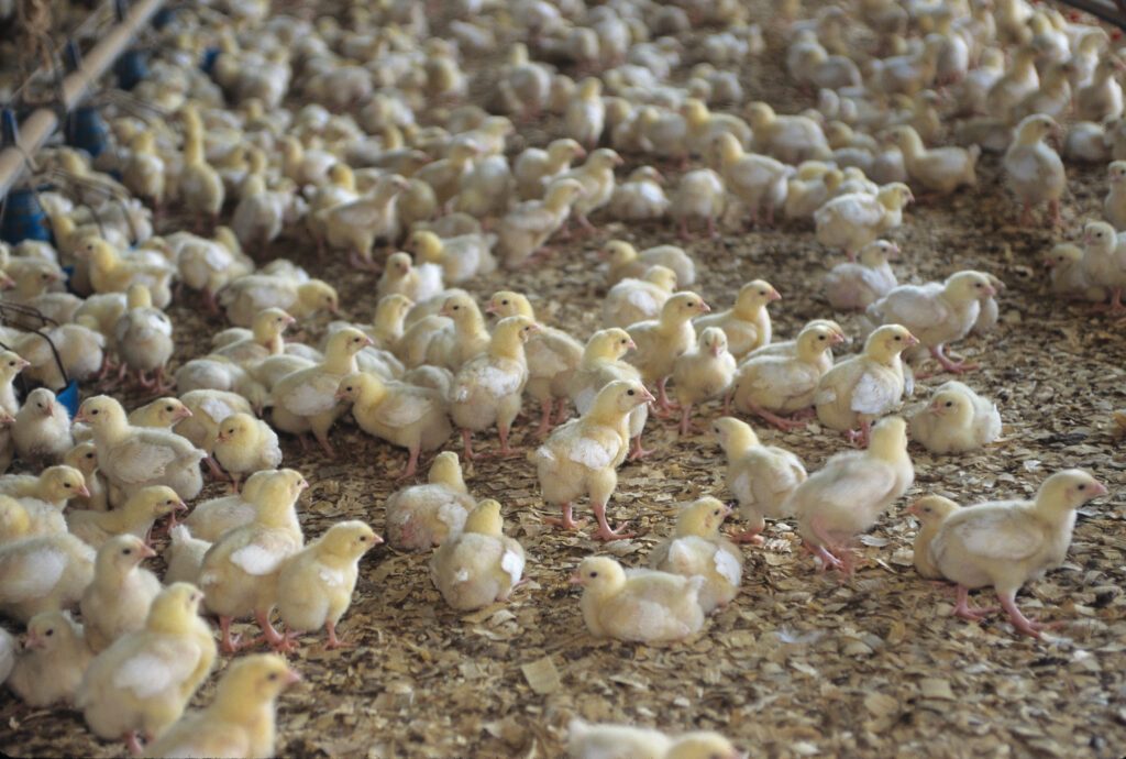 Bird flu detected in Buena Vista County commercial pullet flock
