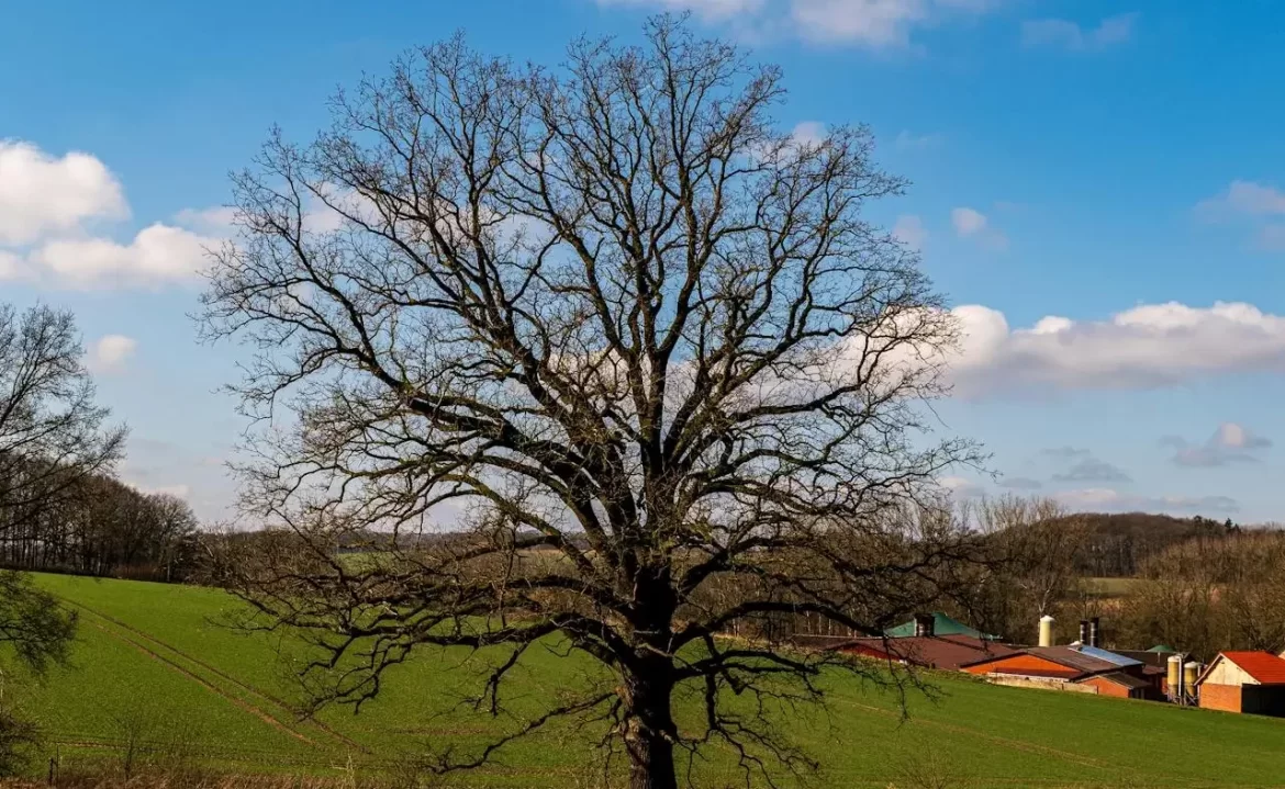 DNR: Stop Pruning Oak Trees Early Due To ‘Unseasonably Warm Temperatures’