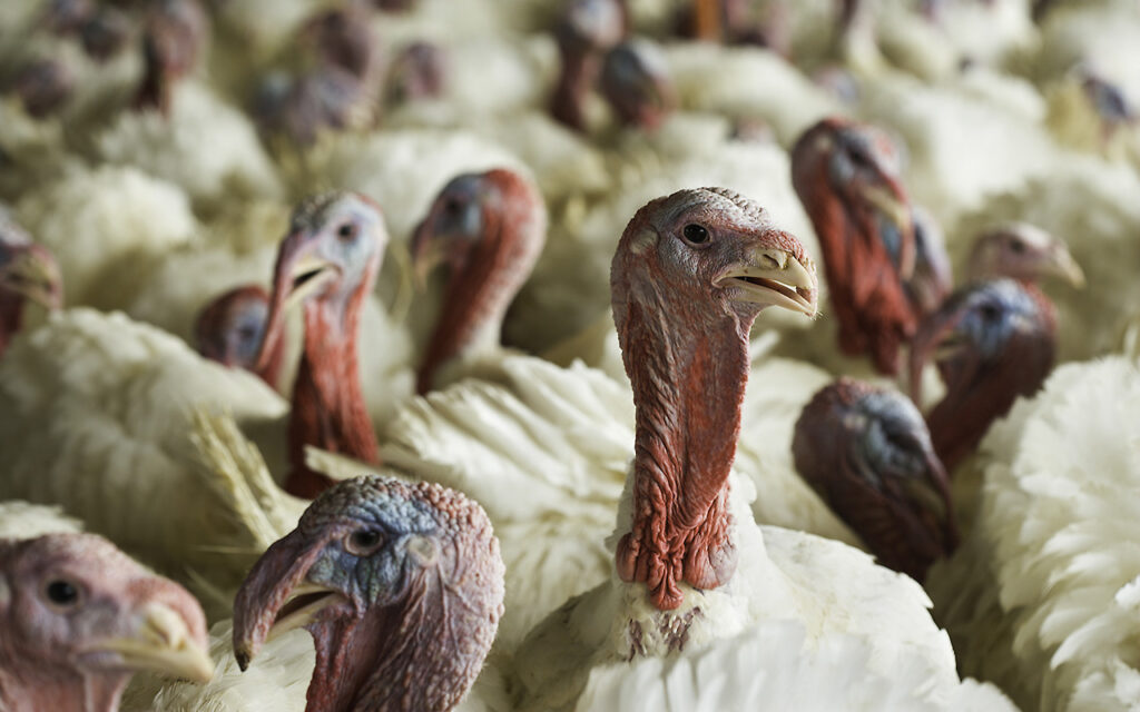D.C. Dispatch: Iowa Delegation Calls for USDA Aid for Turkey Farmers Hit by Virus Outbreaks