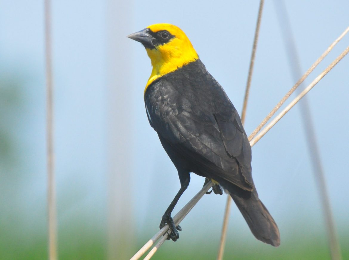What bird has a black body and bright yellow head? A Yellow-headed Blackbird, Of Course.