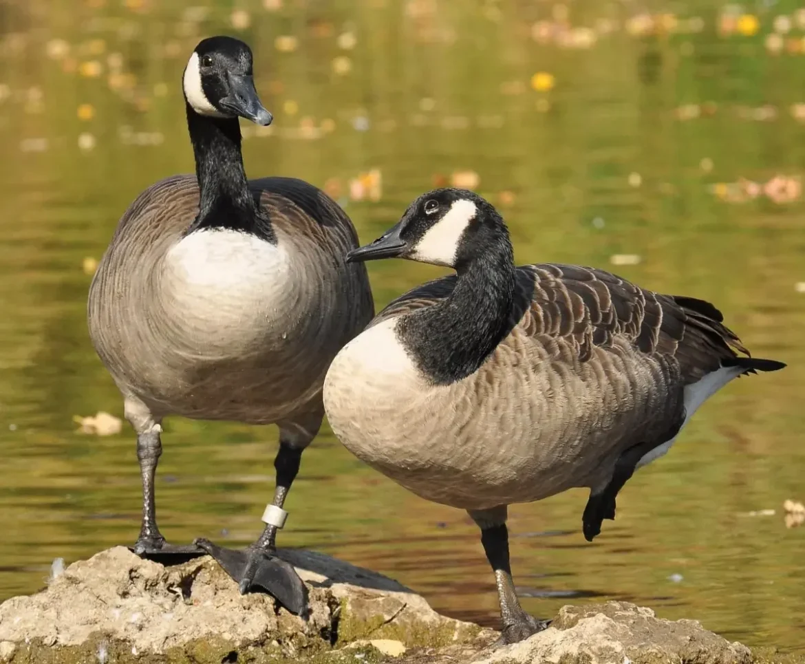 DNR Completes July Goose Banding