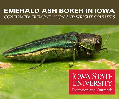 Emerald Ash Borer confirmed in Wright County