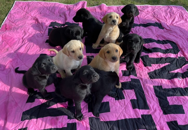 Puppy love for all!- Carol Brott enjoys sharing puppy cuddles with everyone