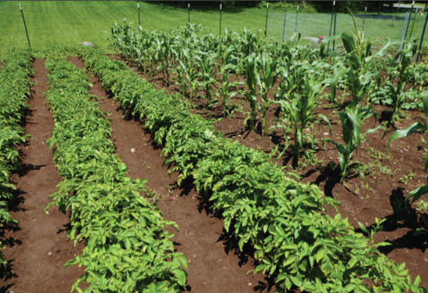 Join the Wright County Extension Office and First Lutheran Church Food Pantry for a community garden tour