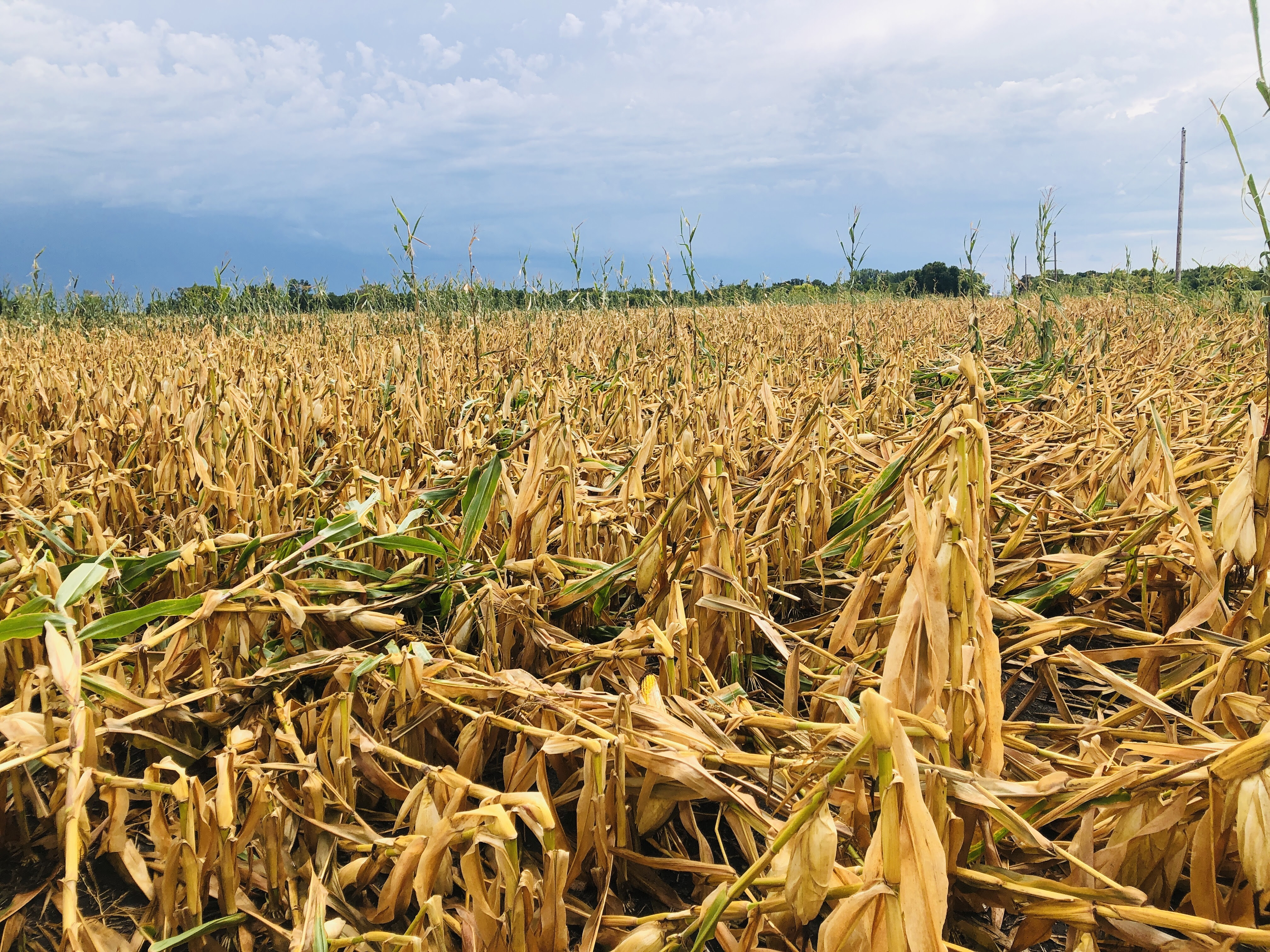 Tips for Harvesting Downed and Wind-Damaged Corn