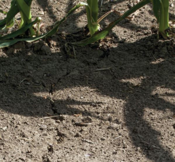 North Central Iowa Research Farm to hold Fall Field Day