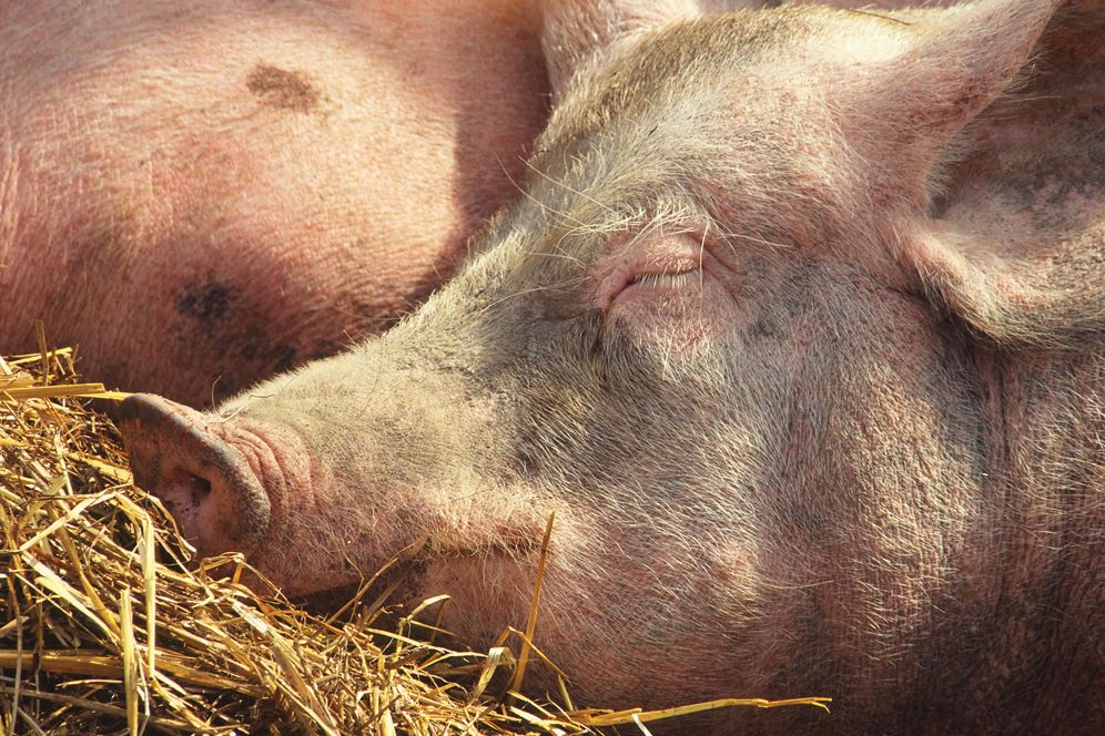 Pork producers wait on court decision