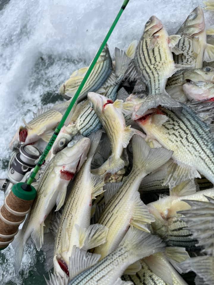 Public meeting to discuss yellow bass removal efforts at Lake Cornelia