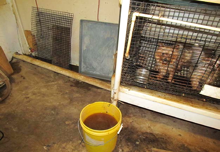 Iowa dog breeders continue to lead the nation in violations