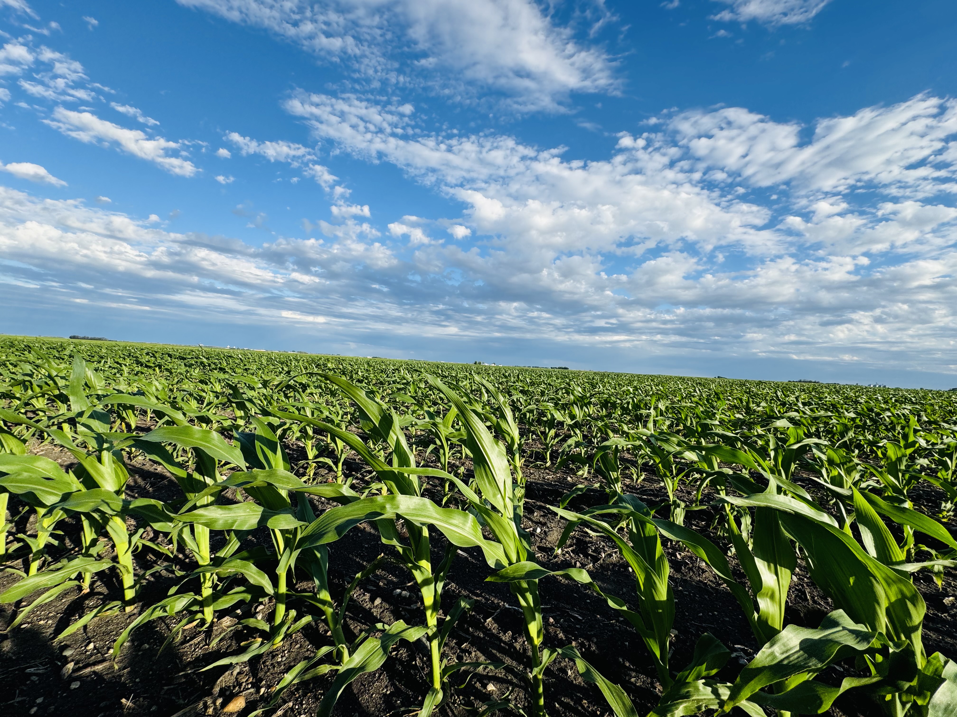 As Drought Eases Area Farmers Are Not Completely Relieved