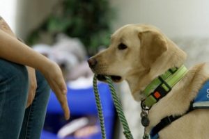 A service dog being trained.