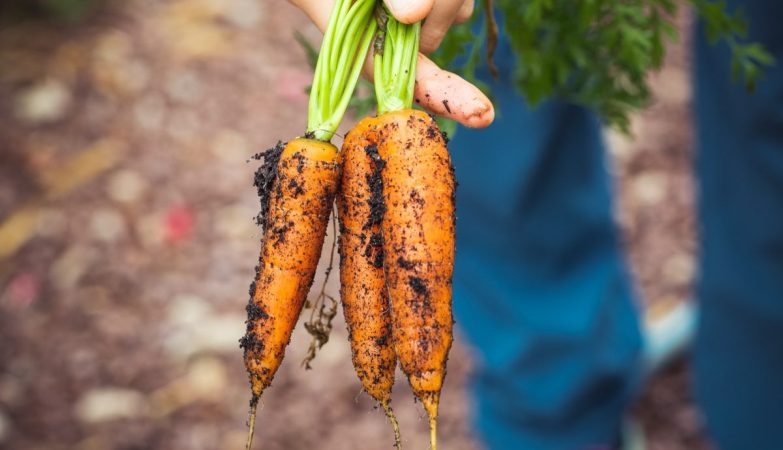 person holding carrots