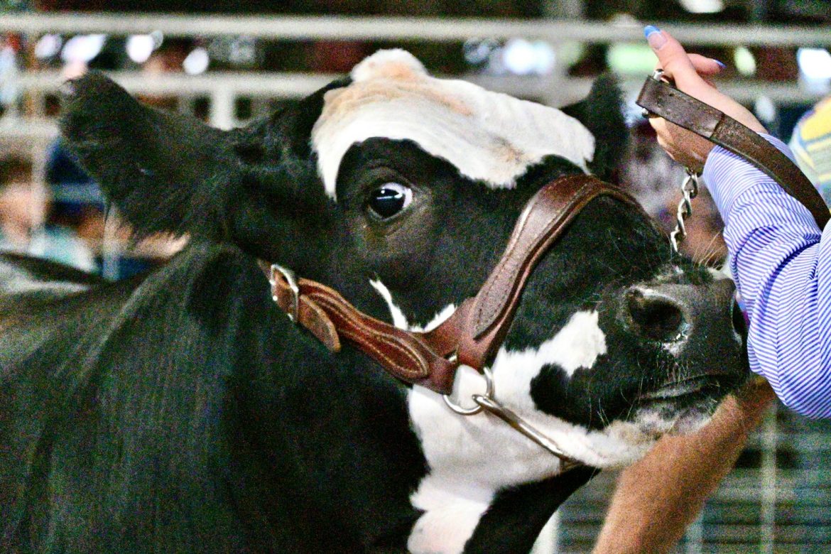 Setting the Bar for Livestock Care at the Wright County Fair 