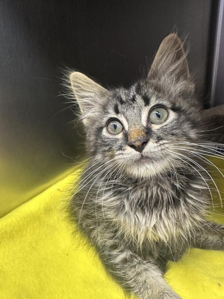 Auditor’s Quick Action Saves Injured Kitten